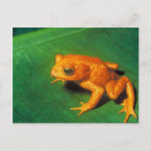 Tree Frog Postkarte (Vorderseite)