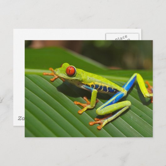 Tree Frog Postkarte (Vorne/Hinten)