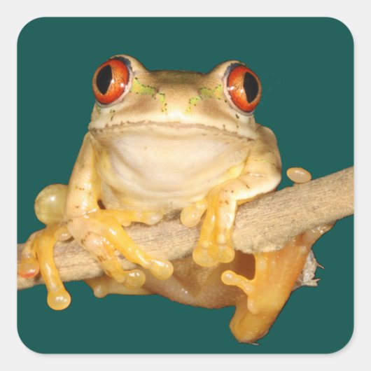 Tree Frog Quadratischer Aufkleber (Vorderseite)