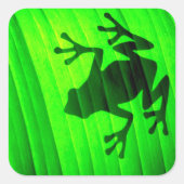 Tree Frog Quadratischer Aufkleber (Vorderseite)