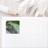Tree Frog Return Labels (Insitu)