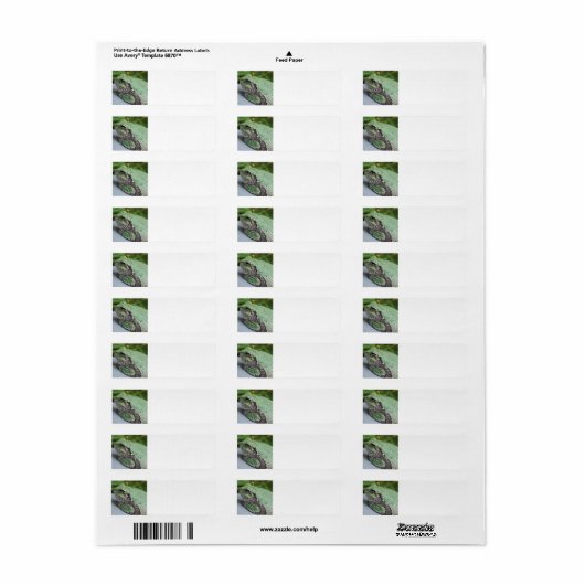 Tree Frog Return Labels (Vorne)