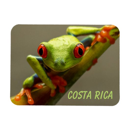 Tree Frog sieht Sie in Costa Rica an Magnet (Horizontal)