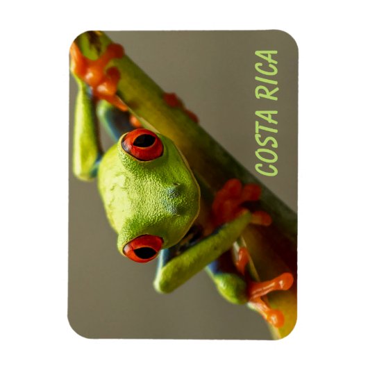 Tree Frog sieht Sie in Costa Rica an Magnet (Vertikal)