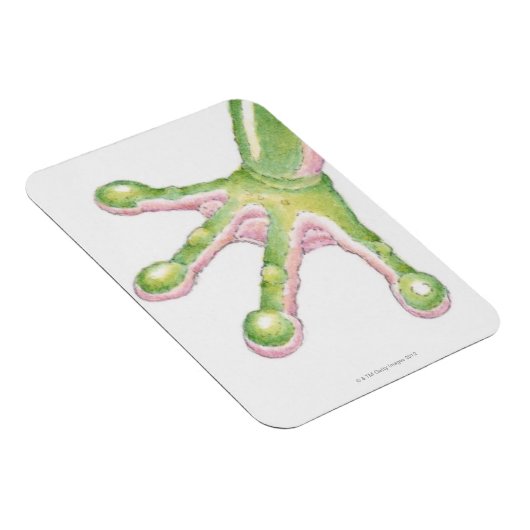 Tree Frog Toes Magnet (Rechte Seite)