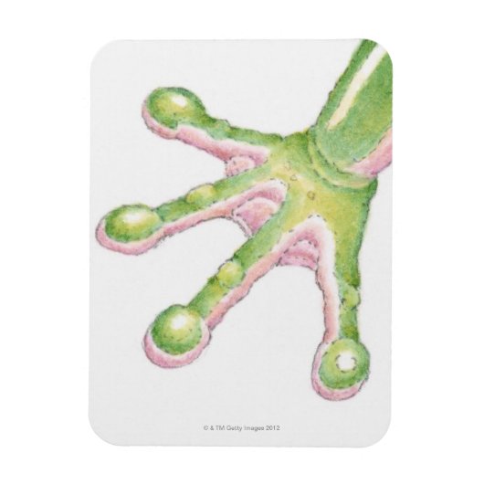 Tree Frog Toes Magnet (Vertikal)