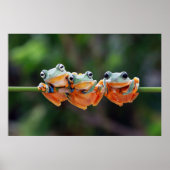 Tree Frogs Trio Poster (Vorne)