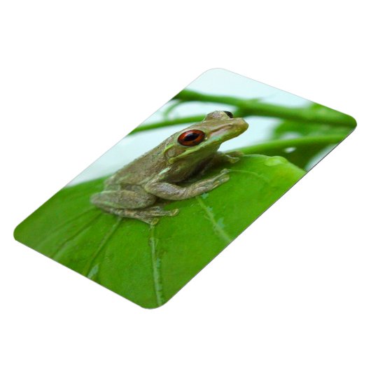 Tree Frosch auf dem Blatt Flexi Magnet (Linke Seite)