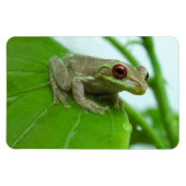 Tree Frosch auf dem Blatt Flexi Magnet (Horizontal)
