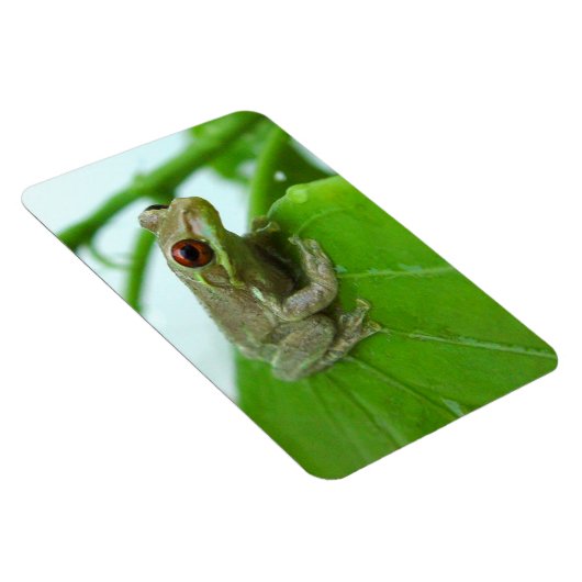 Tree Frosch auf dem Blatt Flexi Magnet (Rechte Seite)