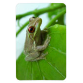 Tree Frosch auf dem Blatt Flexi Magnet (Vertikal)
