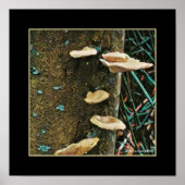 Tree Fungus Poster (Vorne)