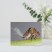 Tree hopper nymph Postcard. Postkarte (Stehend Vorderseite)