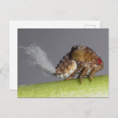 Tree hopper nymph Postcard. Postkarte (Vorne/Hinten)