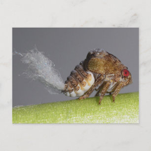 Tree hopper nymph Postcard. Postkarte