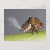 Tree hopper nymph Postcard. Postkarte (Vorderseite)