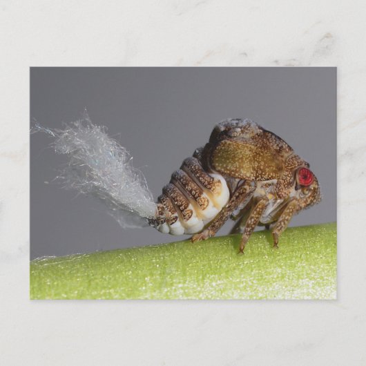 Tree hopper nymph Postcard. Postkarte (Vorderseite)