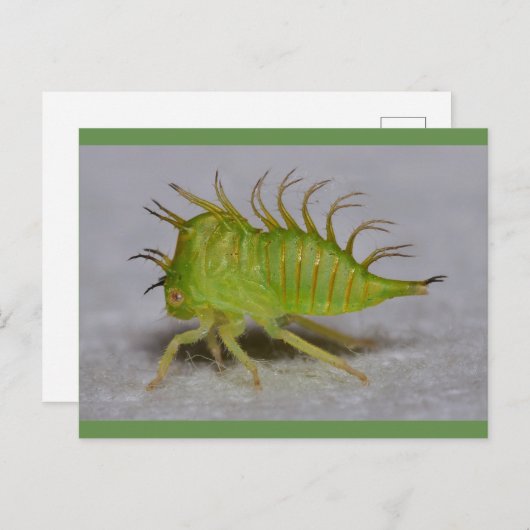 Tree hopper nymph postkarte (Vorne/Hinten)