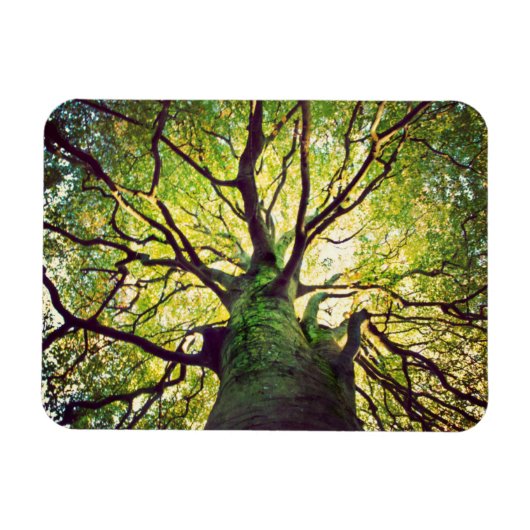 Tree Hugging Magnet (Horizontal)