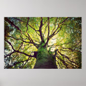 Tree Hugging Poster (Vorne)