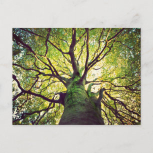 Tree Hugging Postkarte
