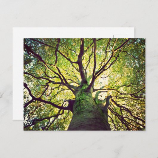 Tree Hugging Postkarte (Vorne/Hinten)