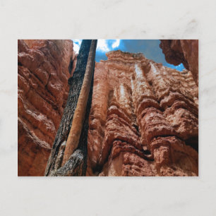 Tree-in-a-tree Navajo Loop am Bryce Canyon Postkarte