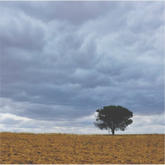Tree in an empty field aufkleber (Vorderseite)