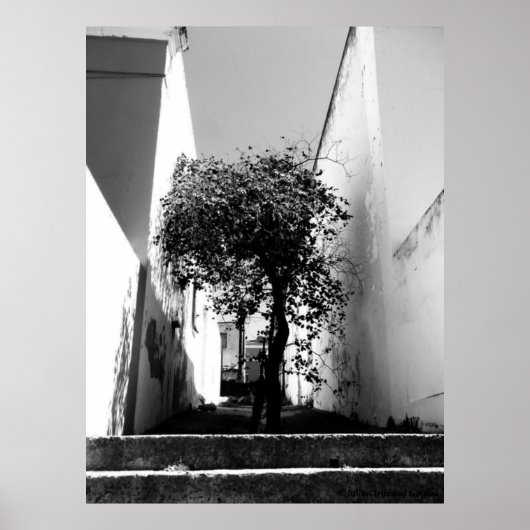 "Tree in Cape Town" JTG Art Poster (Vorne)