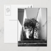 "Tree in Cape Town" JTG Art Postkarte (Vorne/Hinten)