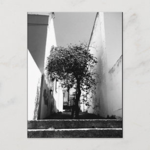 "Tree in Cape Town" JTG Art Postkarte