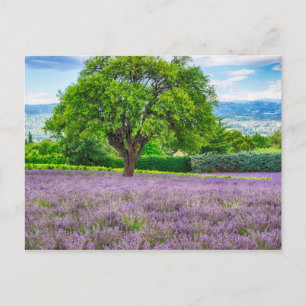Tree in Lavender Field, France Postkarte