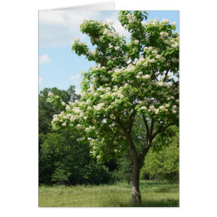 Tree in voller Blüte