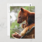 Tree Kangaroo Postcard Postkarte (Vorne/Hinten)