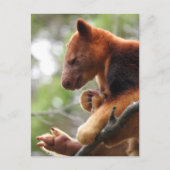 Tree Kangaroo Postcard Postkarte (Vorderseite)