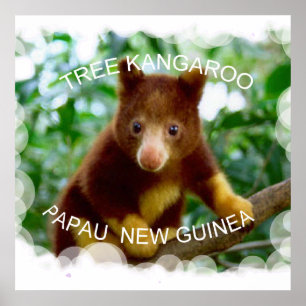 Tree Kangaroo Poster