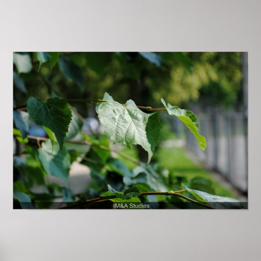 Tree Leaf Poster (Vorne)