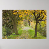 Tree-lined Path in Autumn Poster (Vorne)