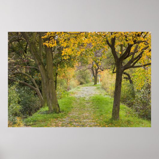 Tree-lined Path in Autumn Poster (Vorne)