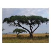 Tree Love Poster (Vorderseite)