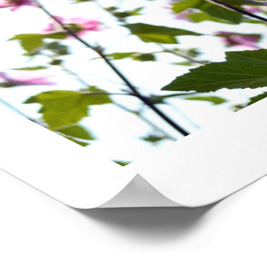 Tree Mallow Blooms in Summer Poster (Ecke)