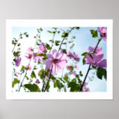 Tree Mallow Blooms in Summer Poster (Vorne)
