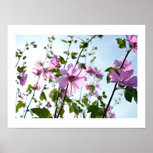 Tree Mallow Blooms in Summer Poster (Vorne)
