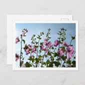 Tree Mallow Blooms Postkarte (Vorne/Hinten)