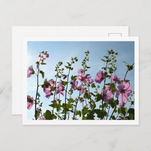 Tree Mallow Blooms Postkarte (Vorne/Hinten)
