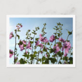 Tree Mallow Blooms Postkarte (Vorderseite)