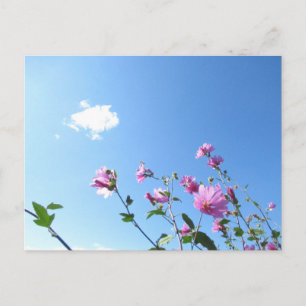 Tree Mallow in Bloom Postkarte