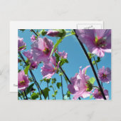 Tree Mallow (Lavatera arborea) Postkarte (Vorne/Hinten)