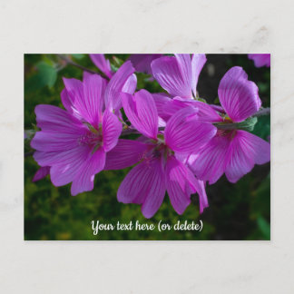 Tree Mallow Postcard Postkarte