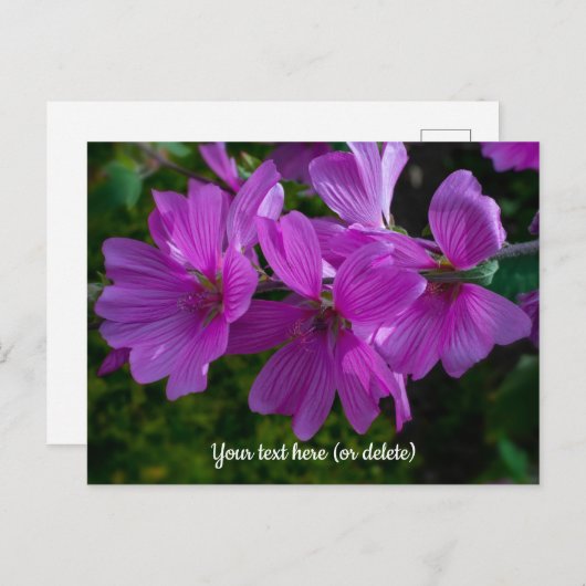Tree Mallow Postcard Postkarte (Vorne/Hinten)